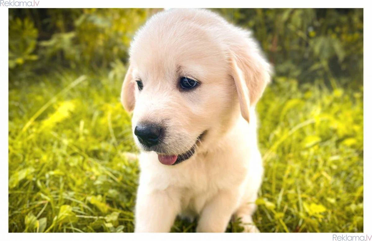 
2,414 / 5,000
Cuccioli di G | Foto 1