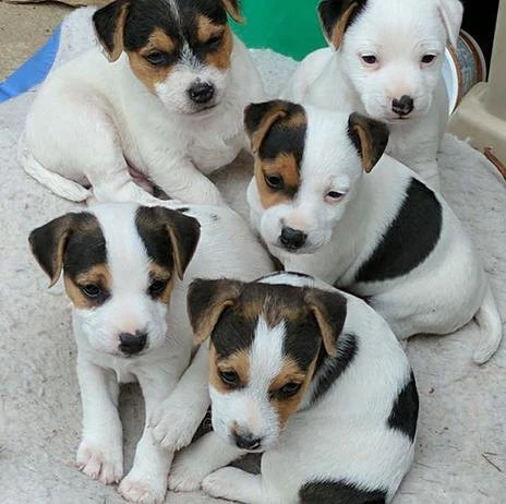 Cuccioli di Jack Russell
Nume | Foto 1