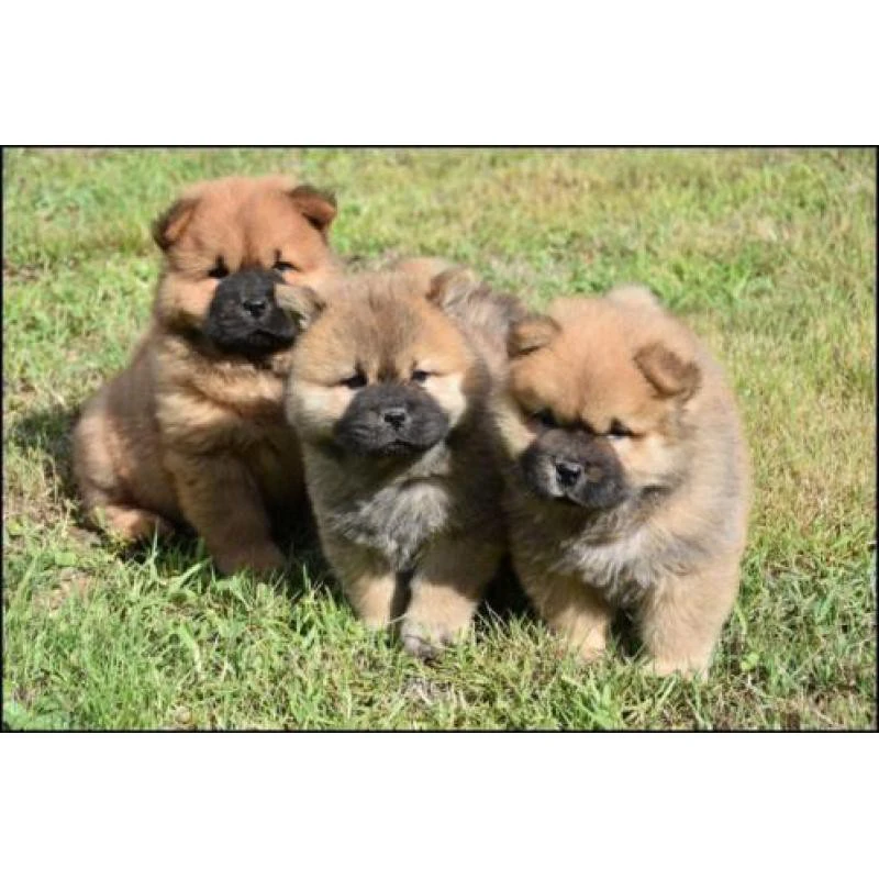 Cuccioli di Chow Chow
Numero  | Foto 1