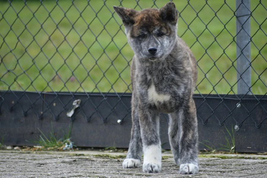 Cuccioli di Akita Inu
Numero  | Foto 1