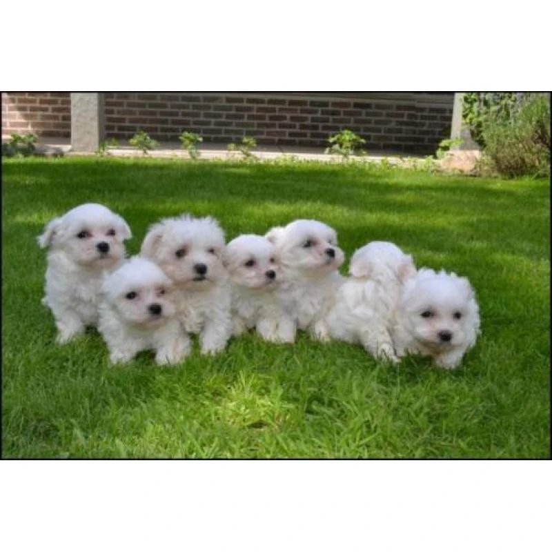 Cuccioli di maltese nati qui,  | Foto 1