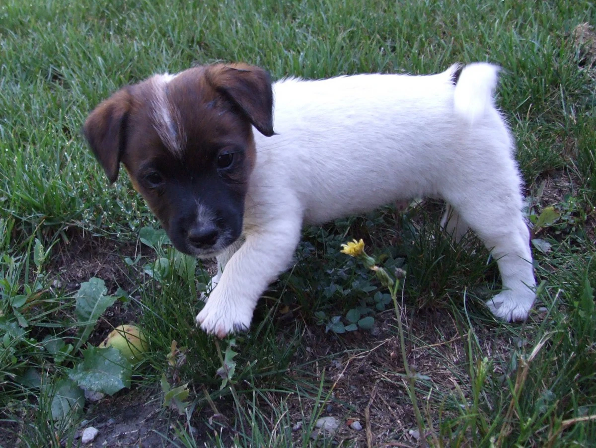 Disponibili tre cuccioli masch | Foto 3