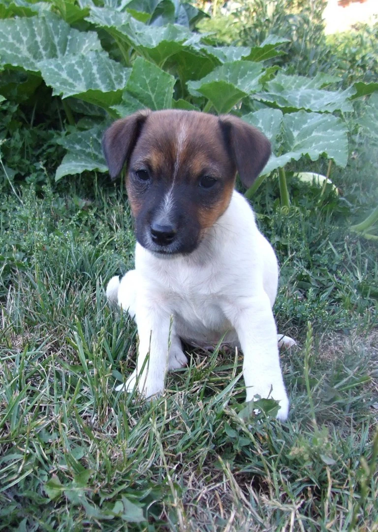 Disponibili tre cuccioli masch | Foto 2