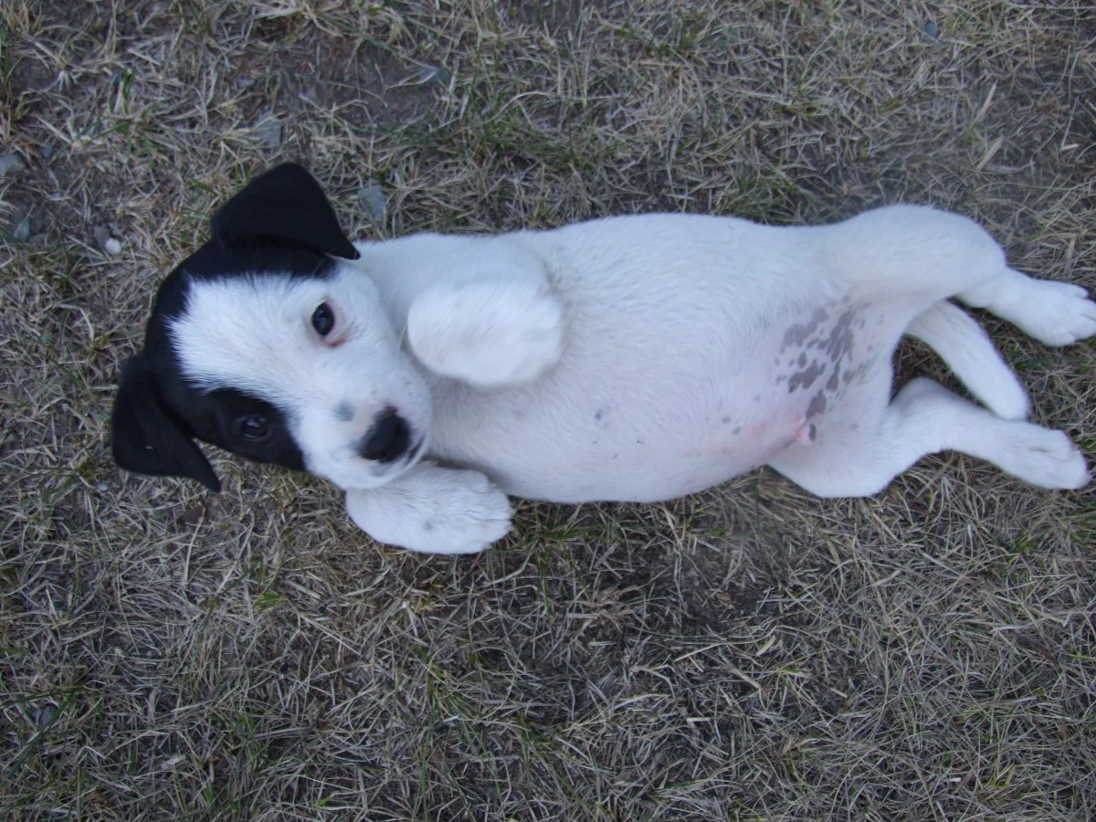 Disponibili tre cuccioli masch | Foto 1