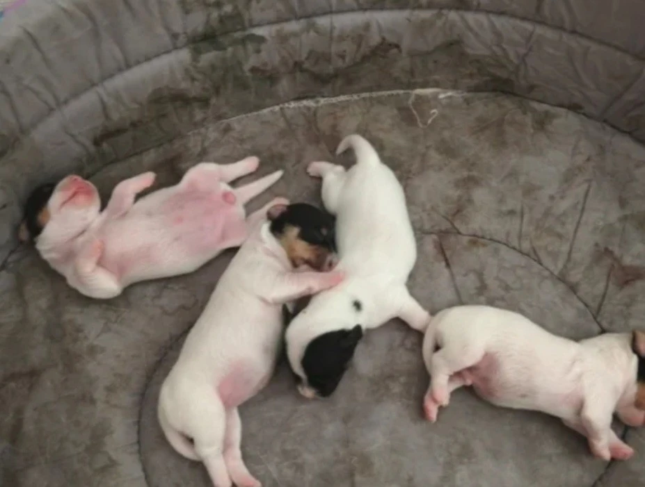 Piccolissimi Russel toy nati i | Foto 2