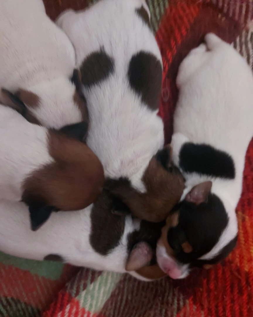 Piccolissimi Russel toy nati i | Foto 1