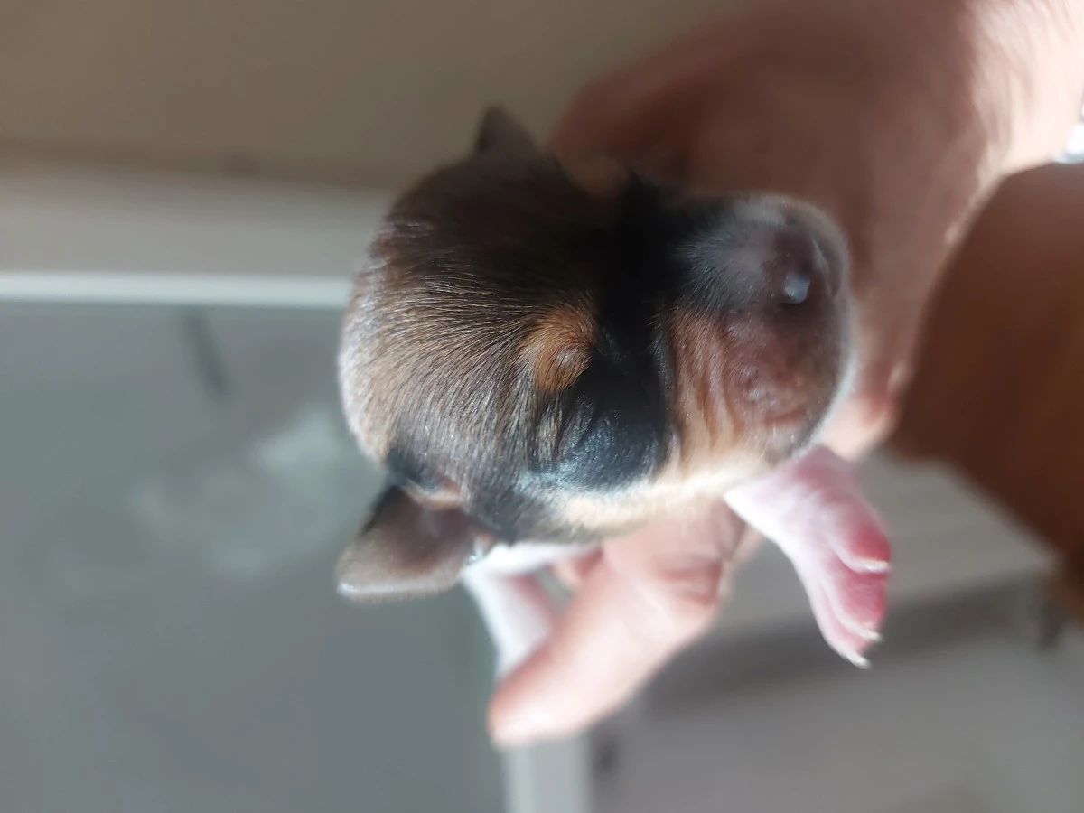 Piccolissimi Russel toy nati i | Foto 3