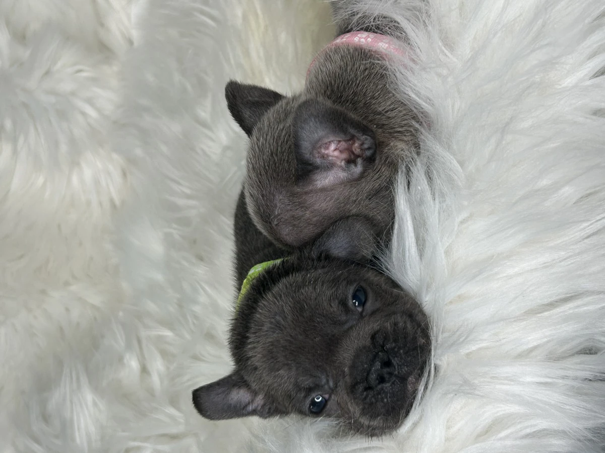 I nostri cuccioli di Bulldog F | Foto 7