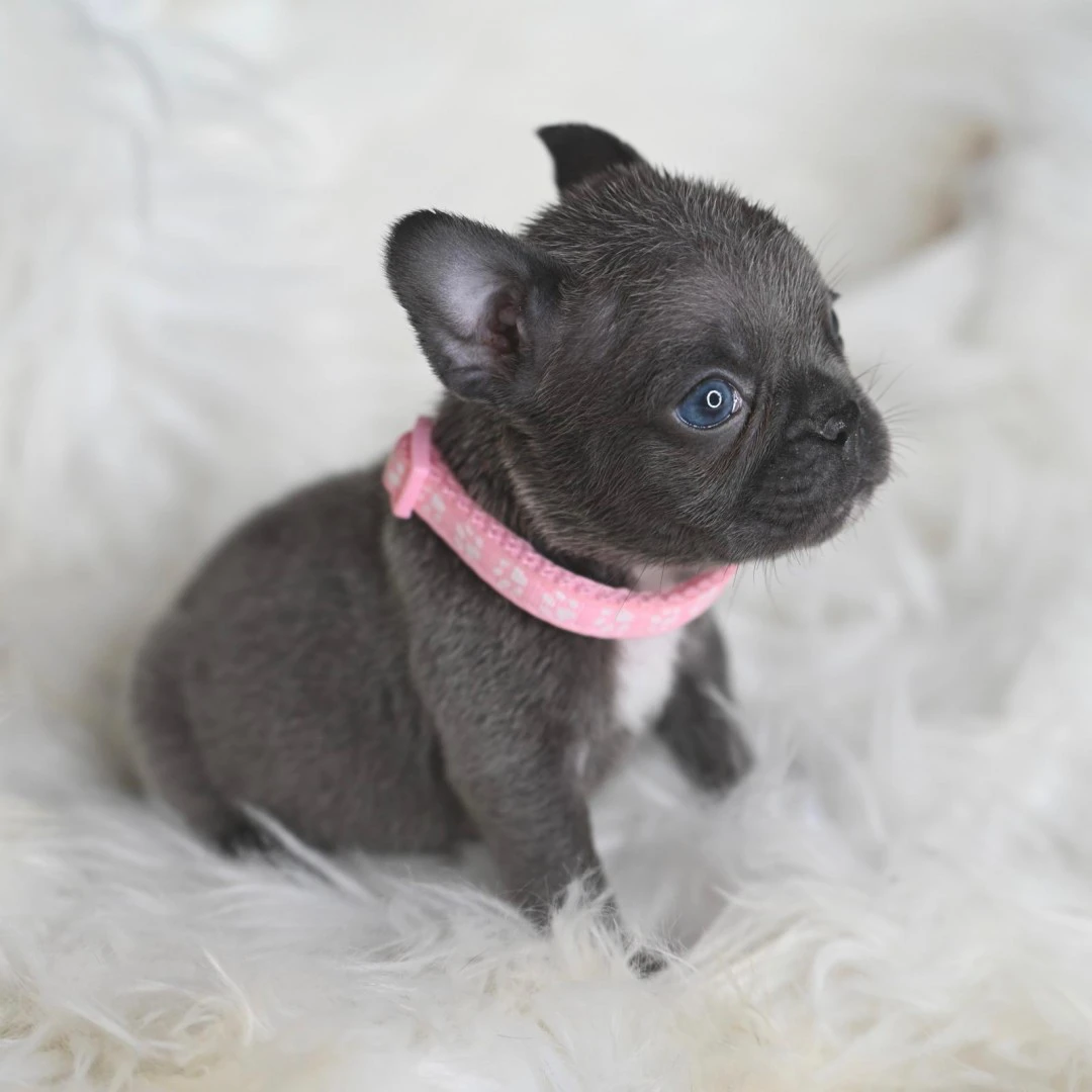 I nostri cuccioli di Bulldog F | Foto 1