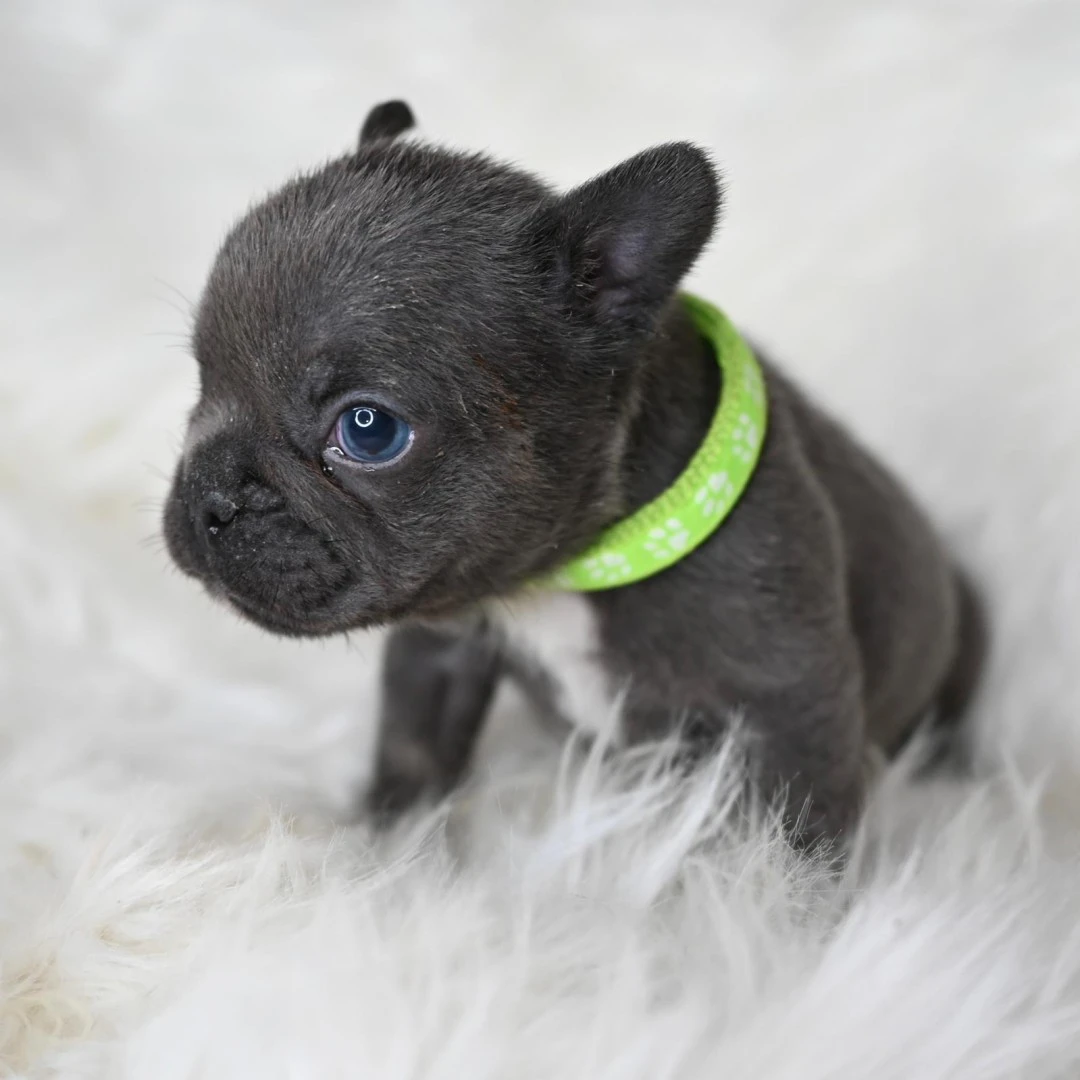 I nostri cuccioli di Bulldog F | Foto 6