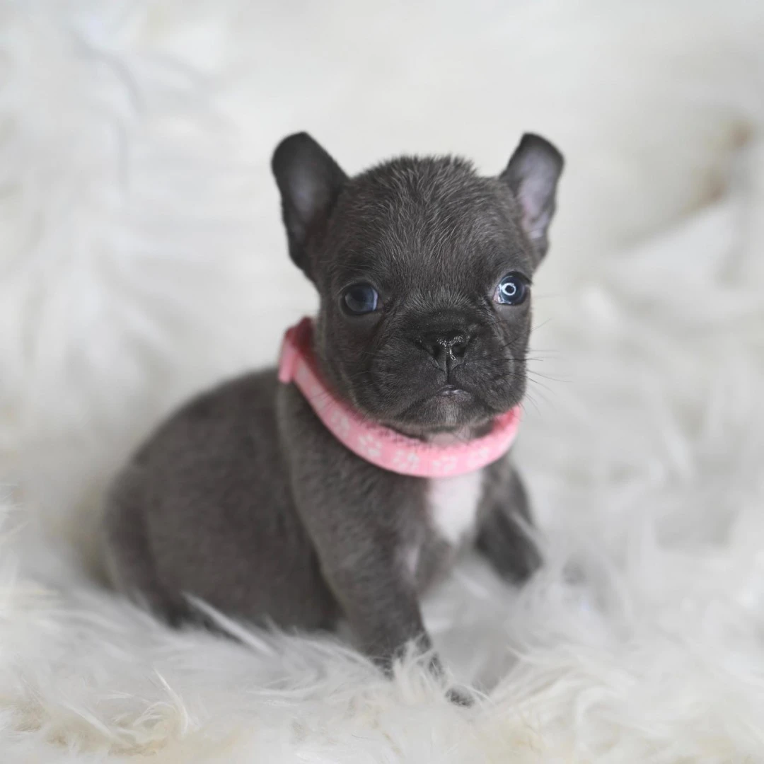 I nostri cuccioli di Bulldog F | Foto 3