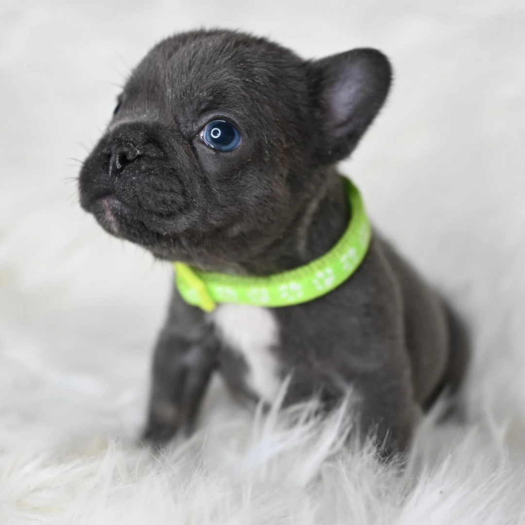 I nostri cuccioli di Bulldog F | Foto 5