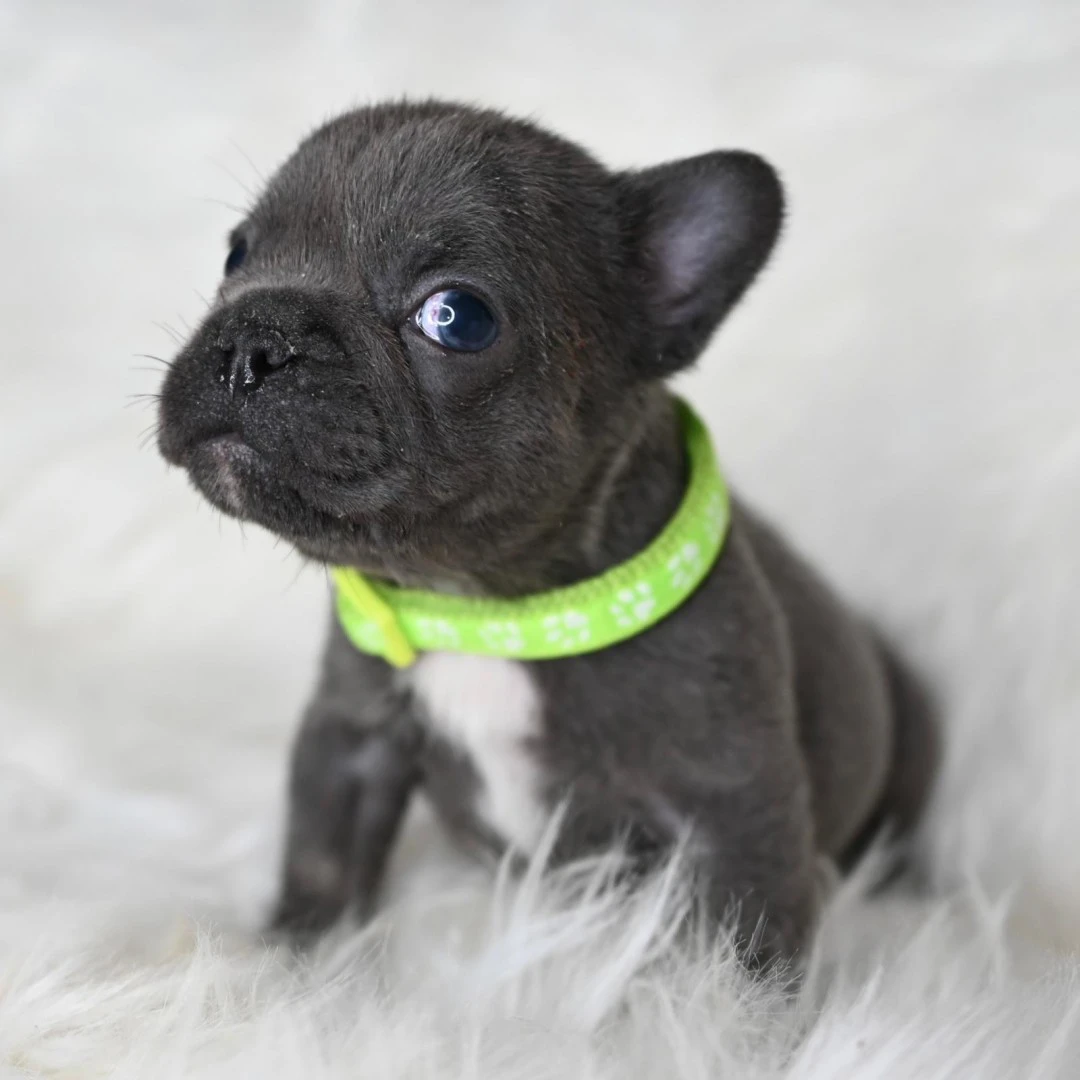 I nostri cuccioli di Bulldog F | Foto 4