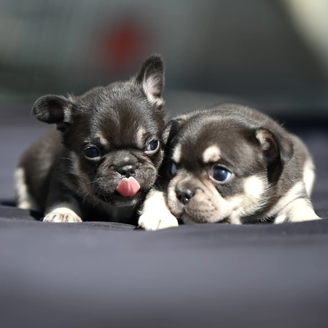 Sono disponibili gli ultimi 3  | Foto 5