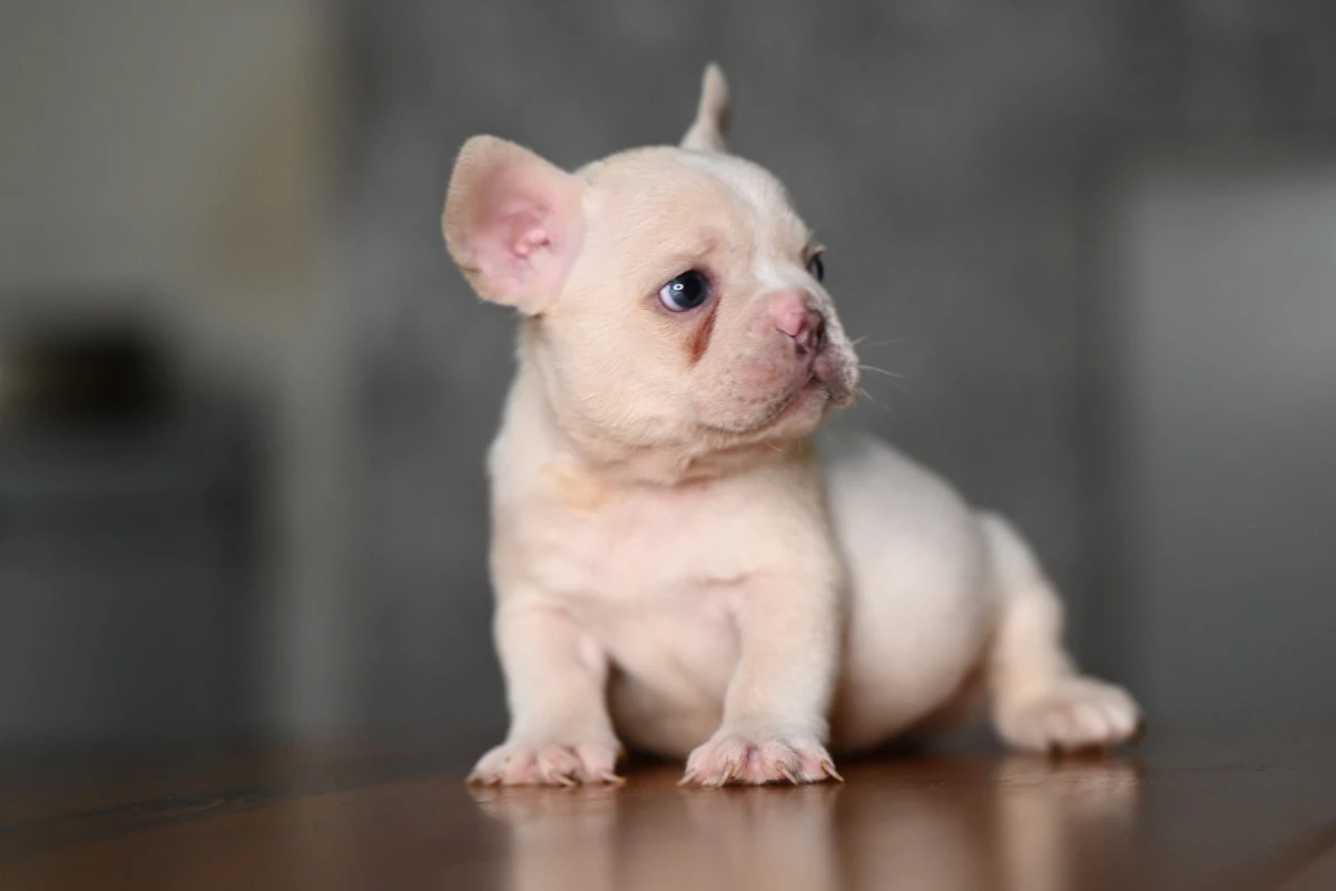 Sono disponibili gli ultimi 3  | Foto 1