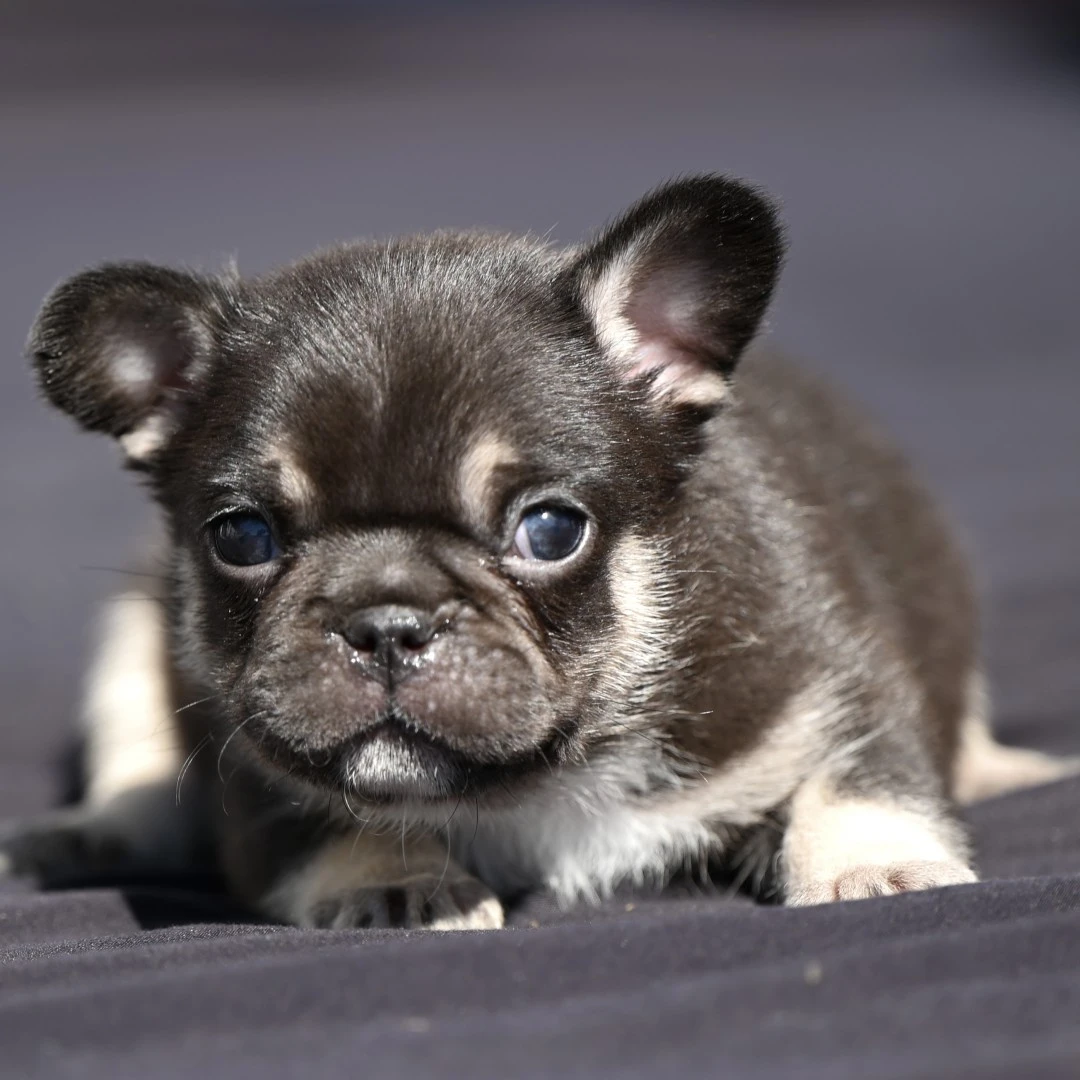 Sono disponibili gli ultimi 3  | Foto 6