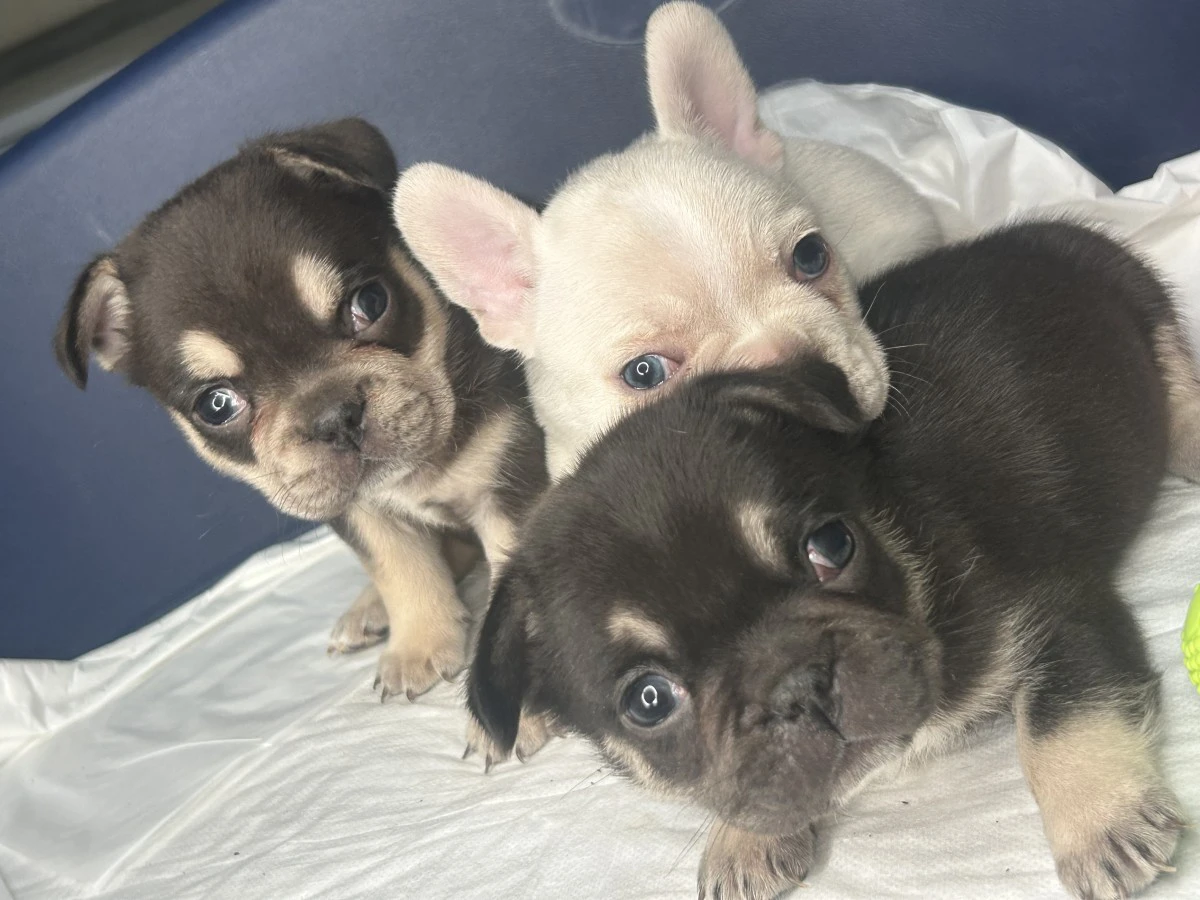 Sono disponibili gli ultimi 3  | Foto 3