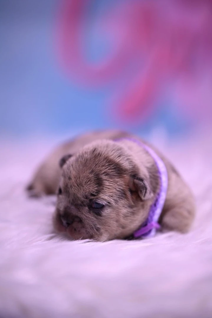 Splendida cucciolata di Bulldo | Foto 1