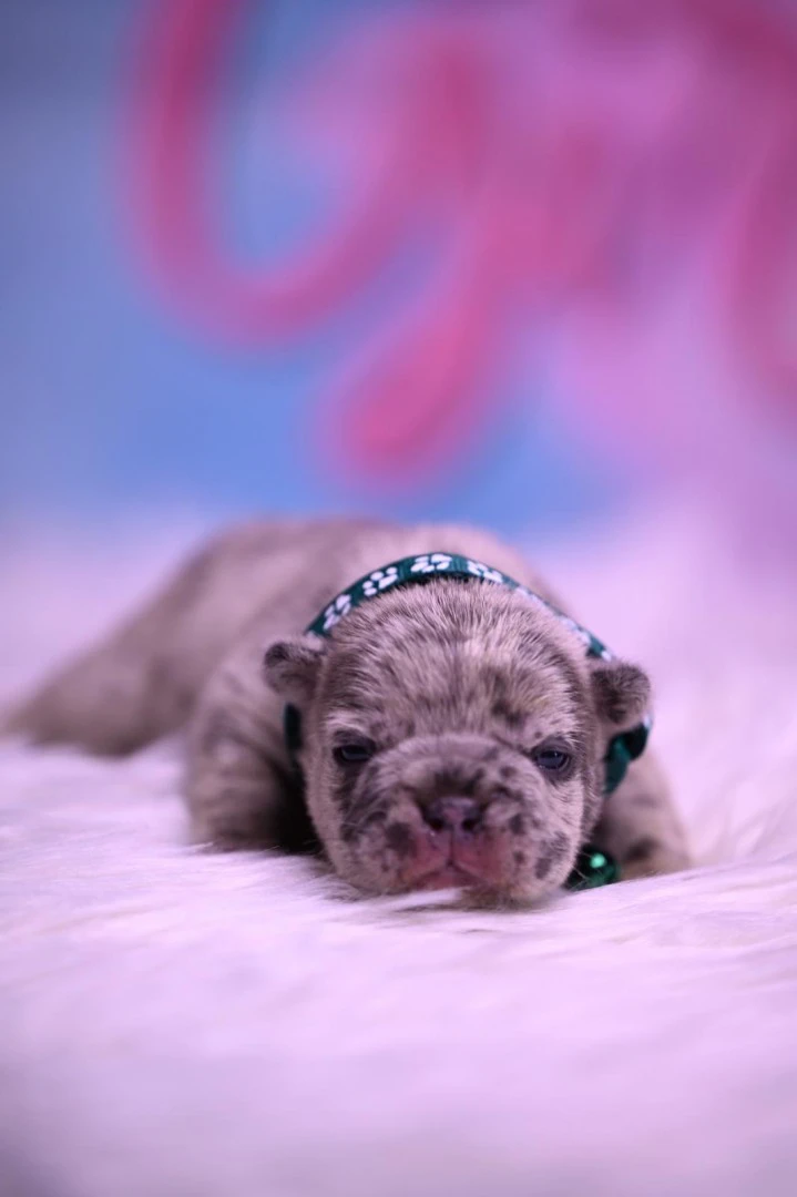 Splendida cucciolata di Bulldo | Foto 7