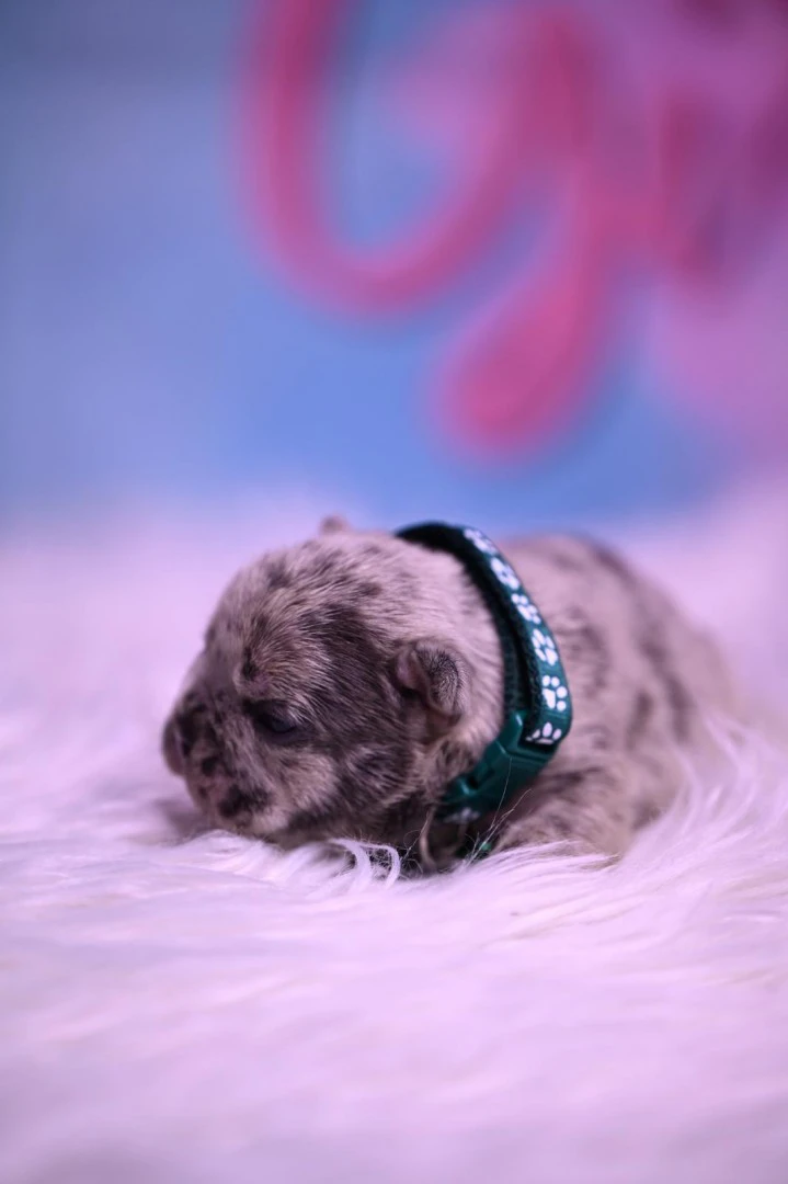 Splendida cucciolata di Bulldo | Foto 8