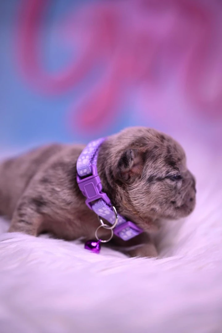 Splendida cucciolata di Bulldo | Foto 2