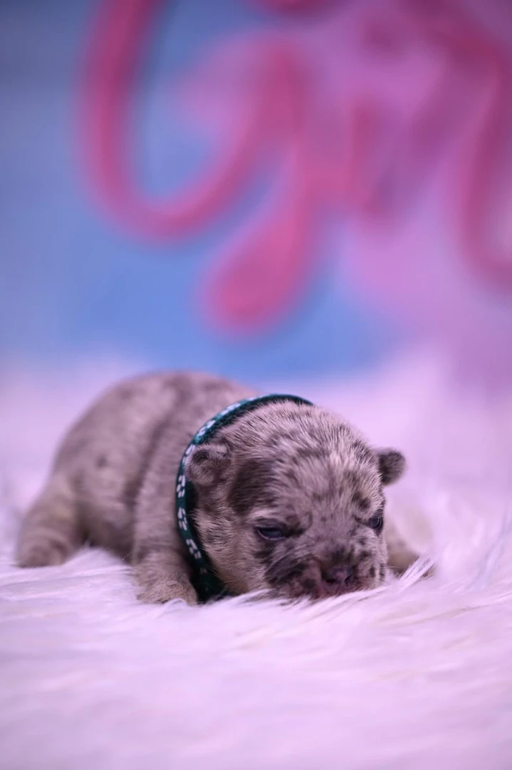 Splendida cucciolata di Bulldo | Foto 11
