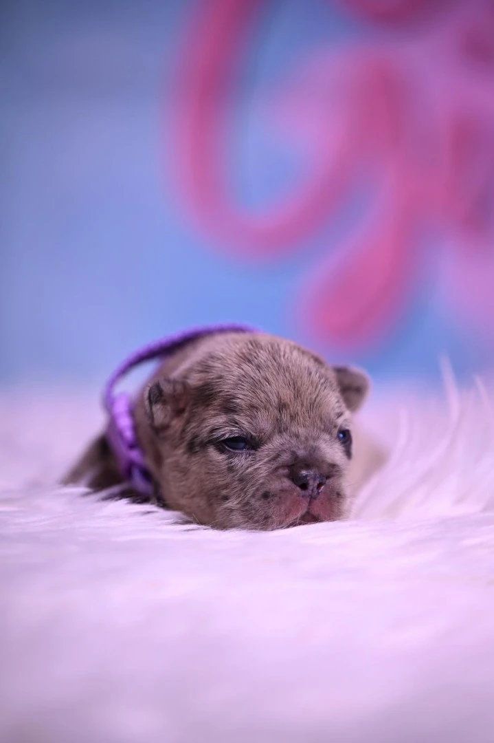 Splendida cucciolata di Bulldo | Foto 4