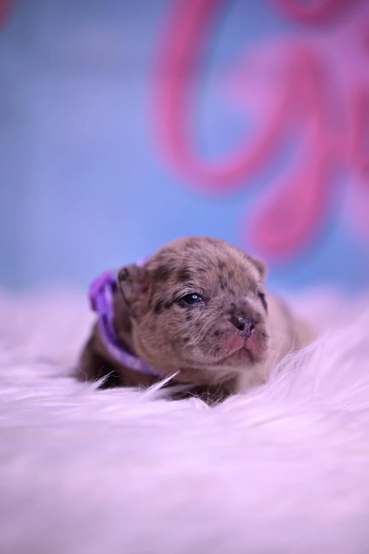 Splendida cucciolata di Bulldo | Foto 3