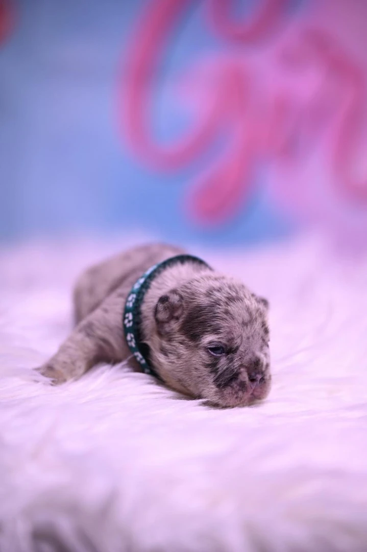 Splendida cucciolata di Bulldo | Foto 6
