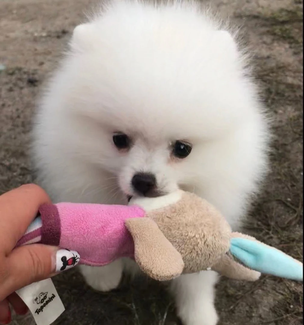 adorabili cuccioli di Pomerani | Foto 1