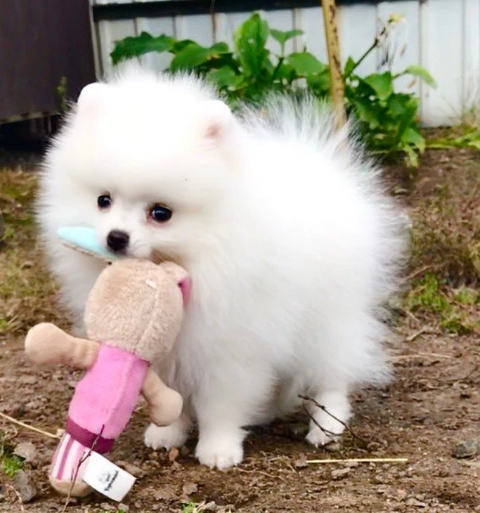 adorabili cuccioli di Pomerani | Foto 2