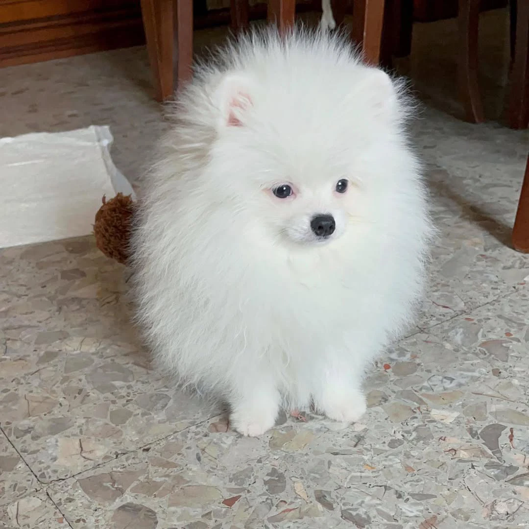 adorabili cuccioli di Pomerani | Foto 3