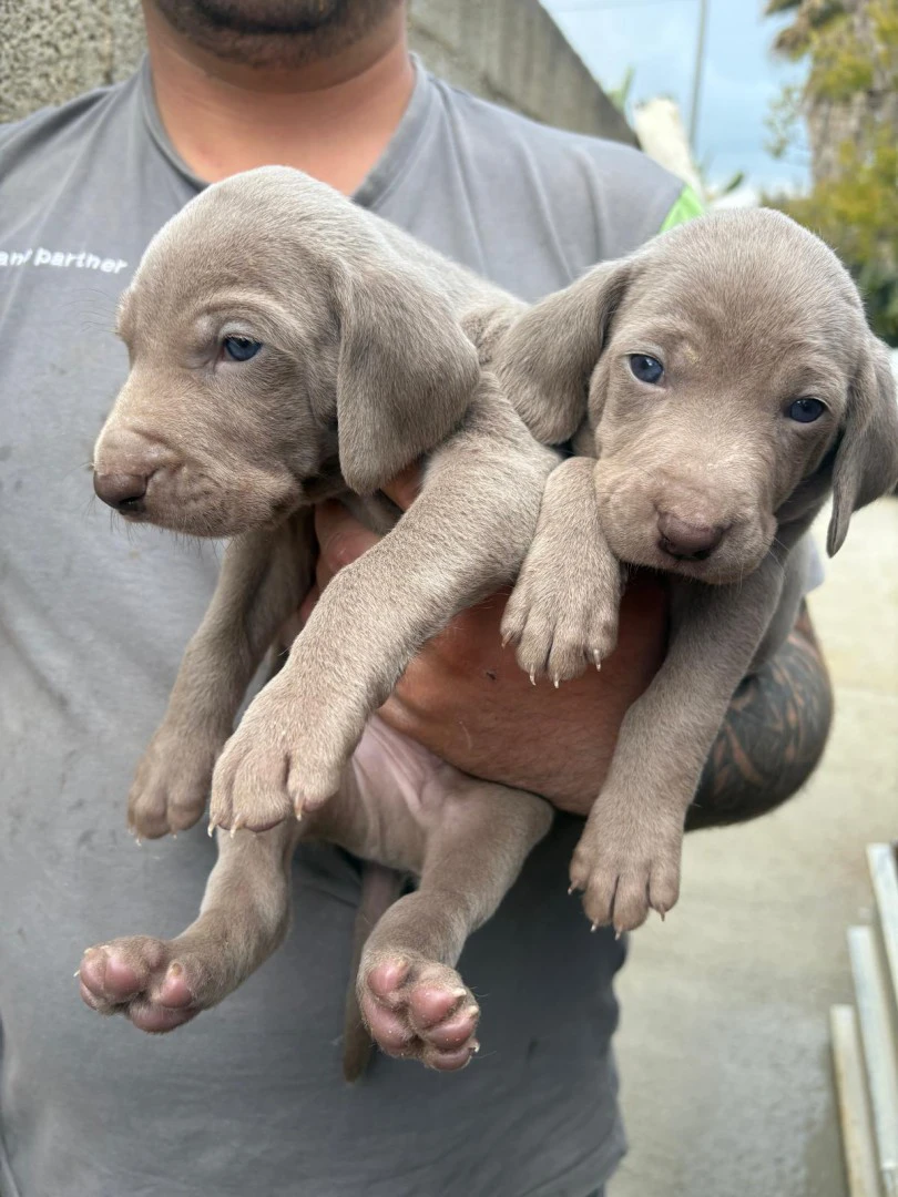 Vendo cuccioli di weimaraner n | Foto 1