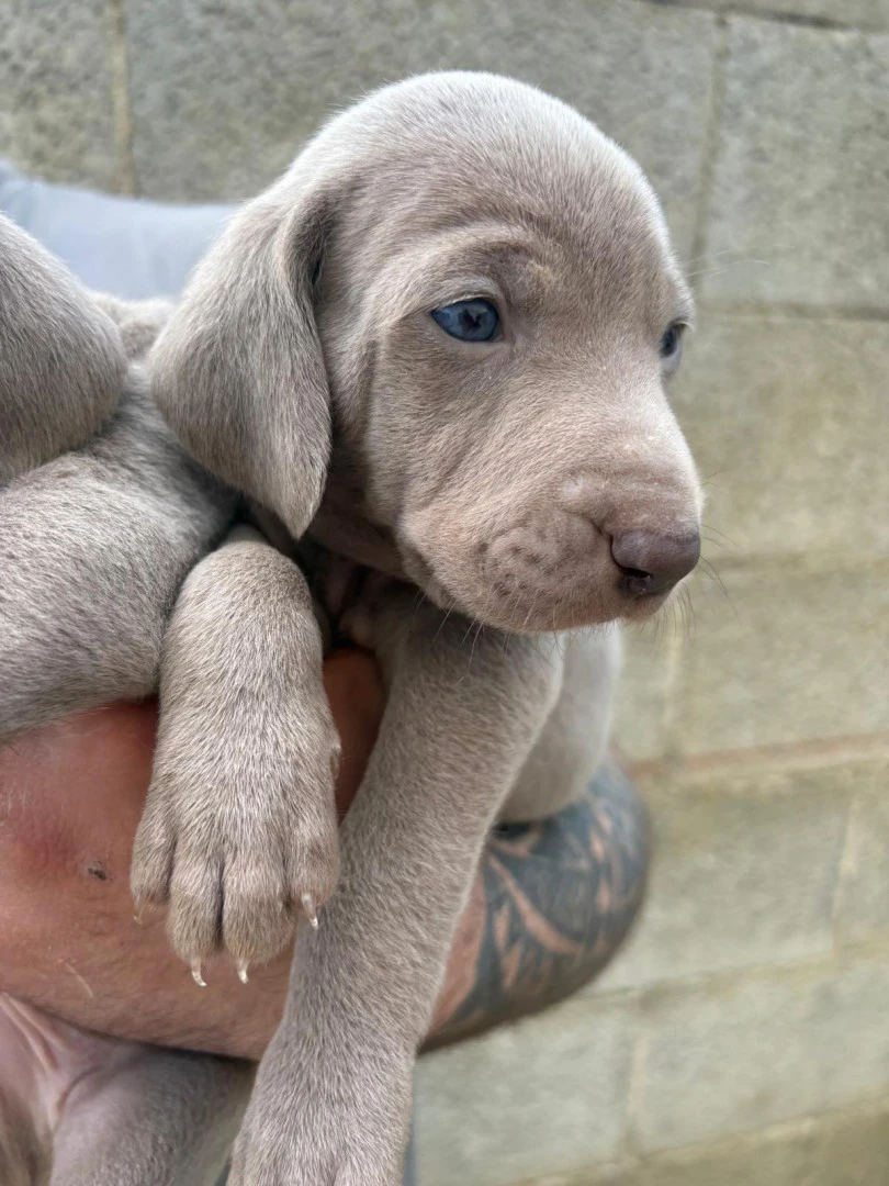 Vendo cuccioli di weimaraner n | Foto 2