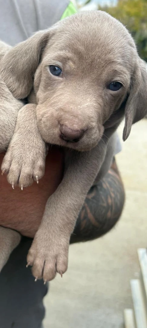 Vendo cuccioli di weimaraner n | Foto 4