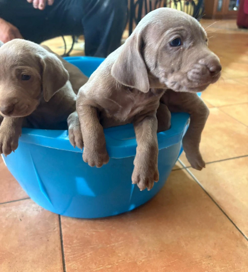 Vendo cuccioli di weimaraner n | Foto 3