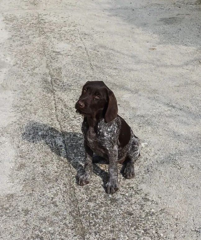 Vendo una cucciola di Drahthaa | Foto 1