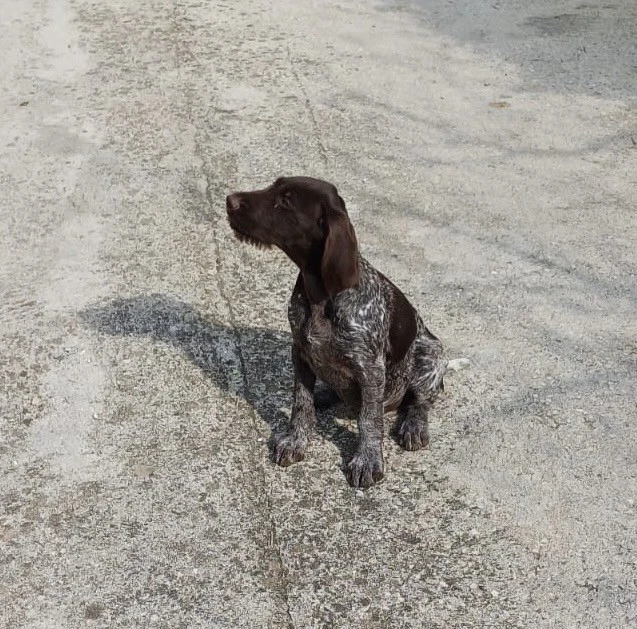 Vendo una cucciola di Drahthaa | Foto 2