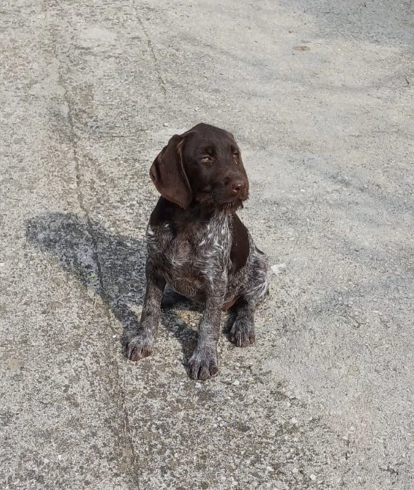 Vendo una cucciola di Drahthaa | Foto 3