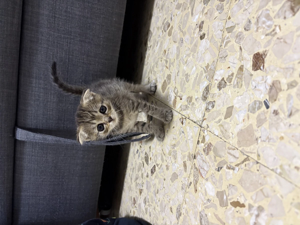 Vendo cuccioli di Scottish fol | Foto 7