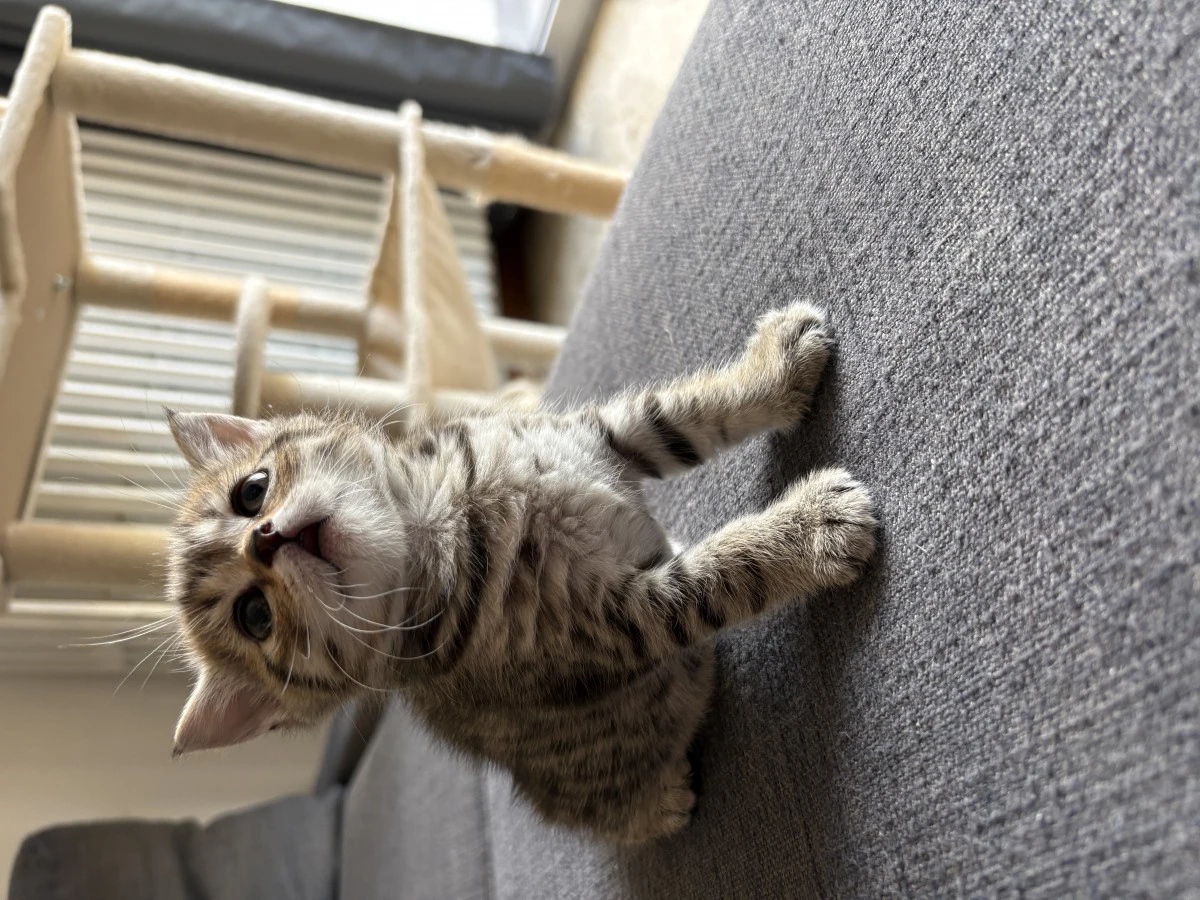 Vendo cuccioli di Scottish fol | Foto 4