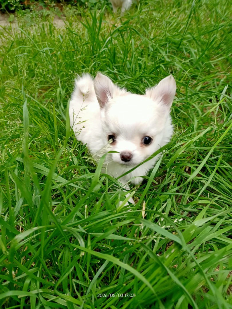 Vendo cucciolo di chihuahua a  | Foto 2