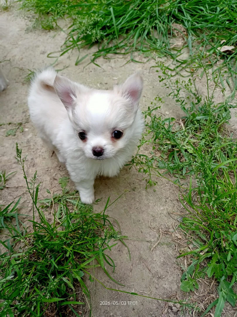 Vendo cucciolo di chihuahua a  | Foto 1