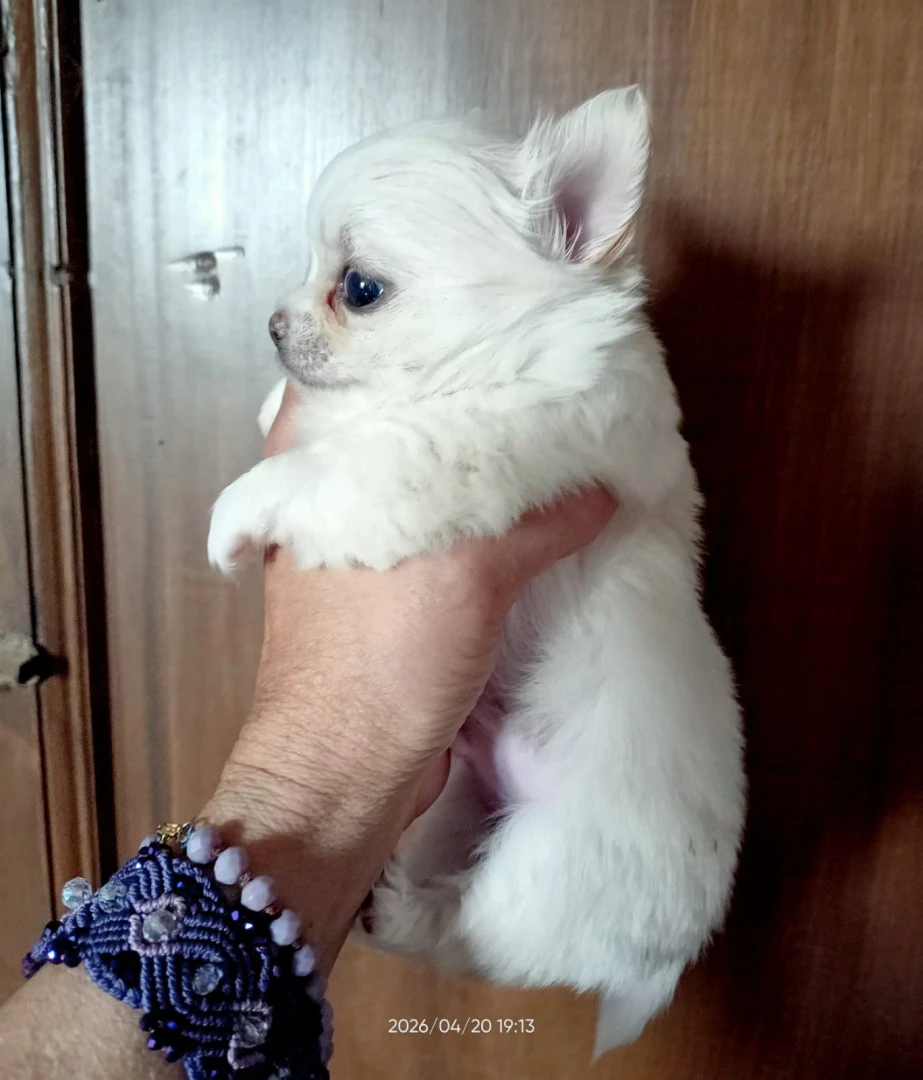 Vendo cucciolo di chihuahua a  | Foto 3