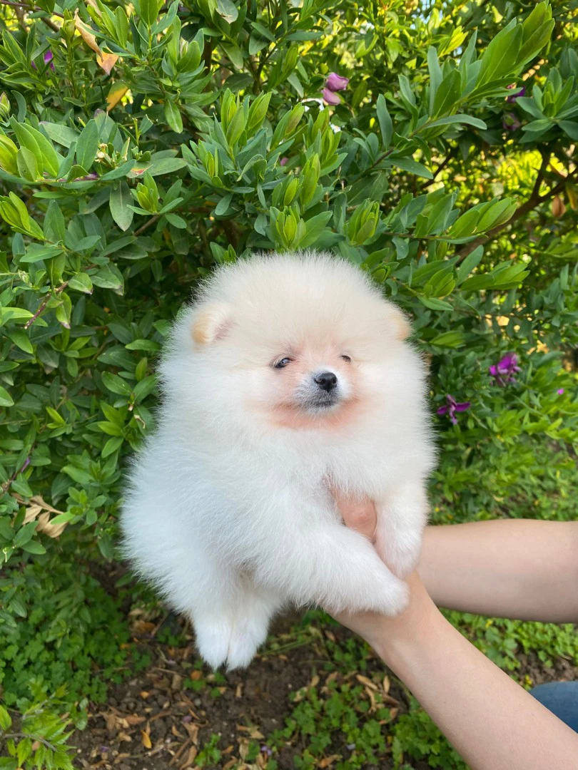 Disponibili cuccioli di Spitz  | Foto 2