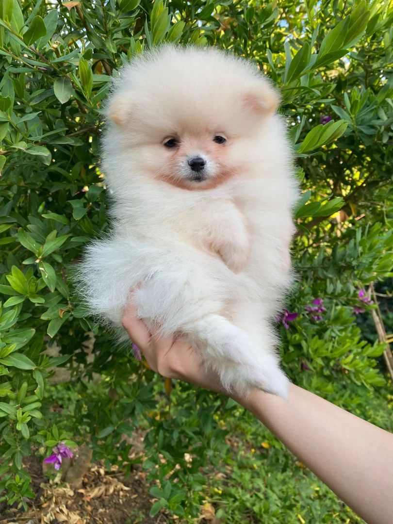 Disponibili cuccioli di Spitz  | Foto 4