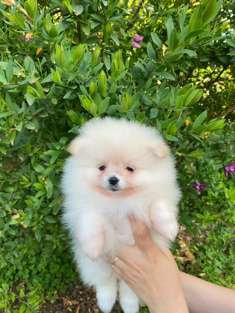 Disponibili cuccioli di Spitz  | Foto 5