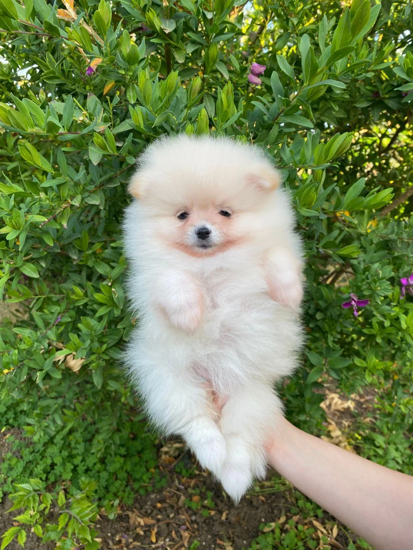 Disponibili cuccioli di Spitz  | Foto 3