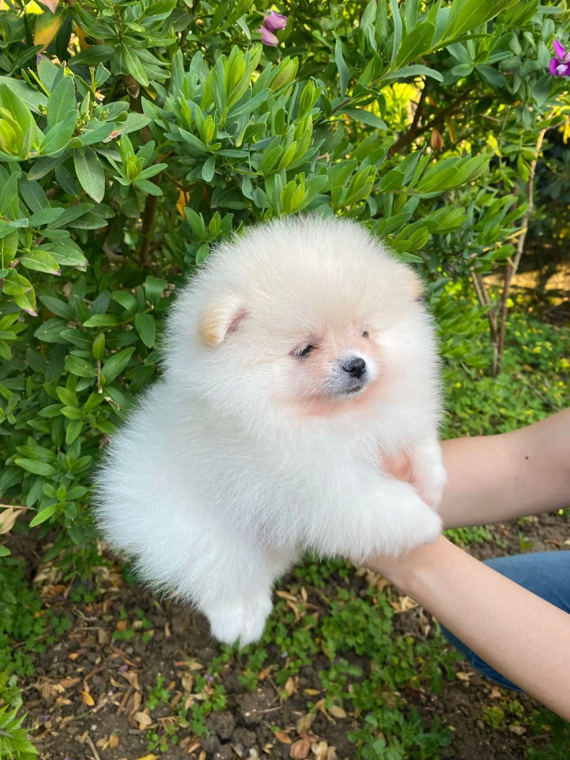 Disponibili cuccioli di Spitz  | Foto 1