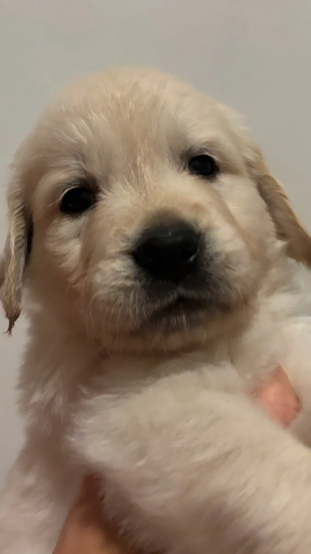 Siamo 5 meravigliosi cuccioli  | Foto 3
